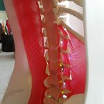 1:1 scale anatomical model of human spine and muscles