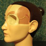 Model of human head for demonstration of surgery methods