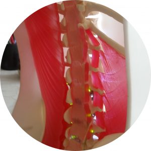 Prototype of spine in torso model