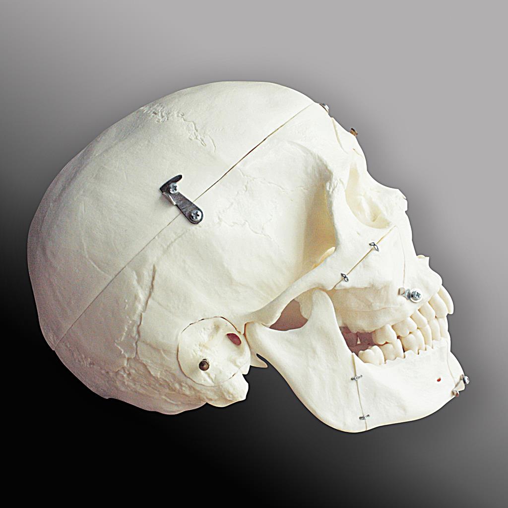 Realistic human skull model buiilt from scratch