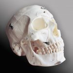 14-pieces model of human skull
