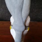 Handcrafted detailed anatomic model of knee with muscles