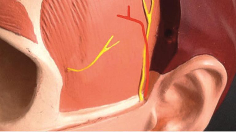 Head's anatomical model viewing details of nerve system